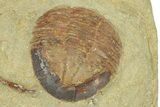 Red Foulonia Trilobite With Asaphellus - Fezouata Formation #270133-3